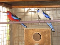 /album/galeria-de-fotos-roselas/tino-176-jpg/